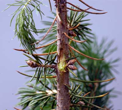 Phomopsis canker Phomopsis canker