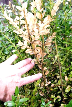 Small mammals can also damage landscape plants as illustrated by this rabbit damage on boxwood.