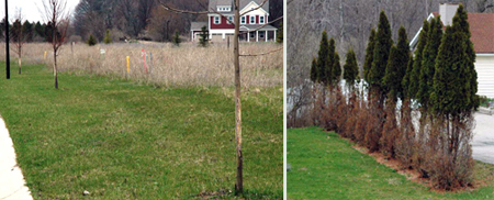 Left, deer can damage trees by rubbing their antlers on trunks and branches. Right, a 'browse-line' on arborivitae is a tell-tale sign of deer feeding.
