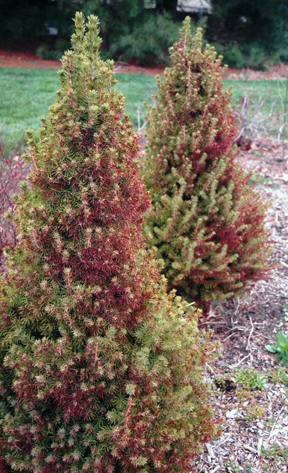 Some conifers, such as dwarf Alberta spruce, often experience winter burn.