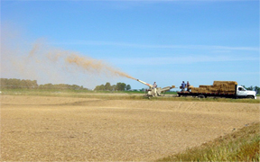 Establishing a straw cover in late June.