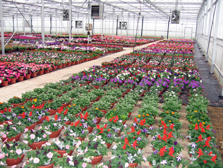 Holding plants in a greenhouse.