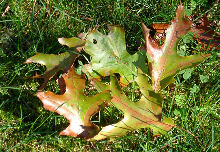 Fallen leaves of the oak wilt infected tree.