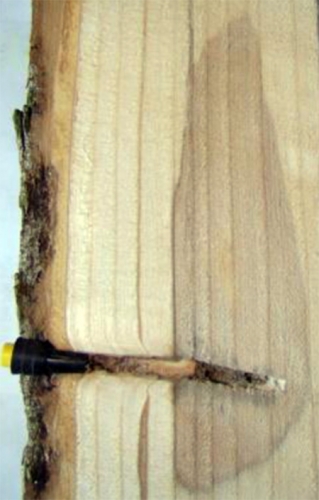Sectioned bolt of ash tree trunk four years after trunk injection. Although some discoloration is obvious, there is no infection, rot or structural damage.