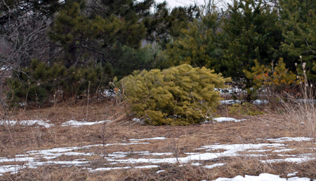 Fallen Scotch pine.