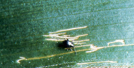 Corn flea beetle