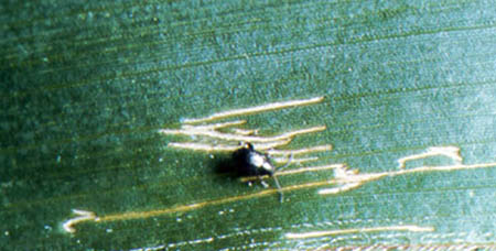 Corn flea beetle Corn flea beetle