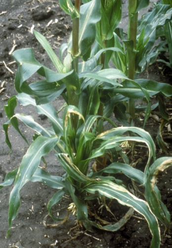 Corn plants