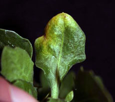 Tomato spotted wilt virus