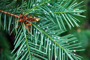 Cottony masses Cooley on Douglas-fir