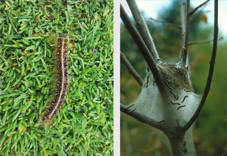 eastern tent caterpillar eastern tent caterpillar