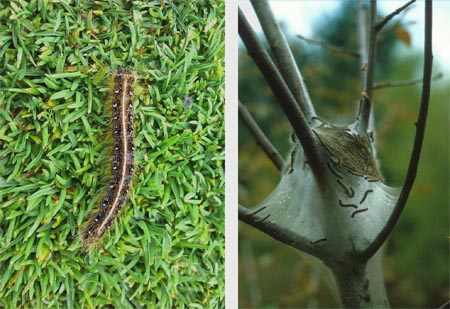 eastern tent caterpillar