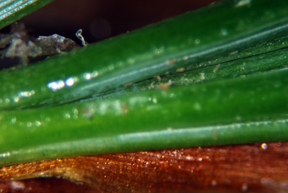Eriophyid mites on spruce needles