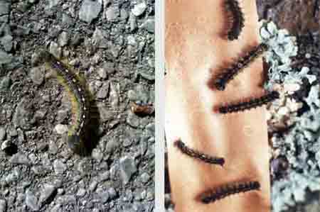 forest tent caterpillar forest tent caterpillar
