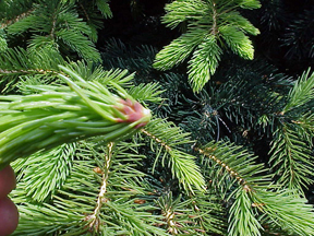 Gall forming Eastern Spruce Gall Adelgid Gall forming Eastern Spruce Gall Adelgid