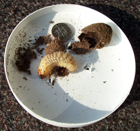 Hermit flower beetle grub.