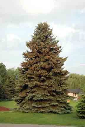 Spruce tree with dried pollen cones.