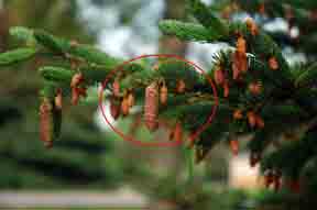 Close-up of pollen cones next to a pollen cone.