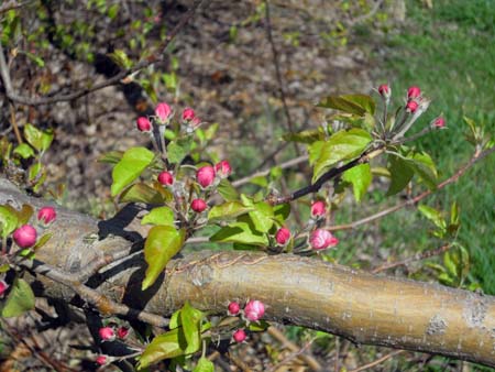 Golden Delicious at full pink Golden Delicious at full pink