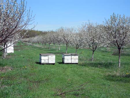 Bee hives in cherry orchard Bee hives in cherry orchard
