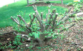 rabbit damage rabbit damage