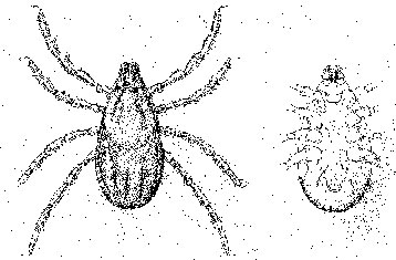 female diagram