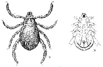 male diagram