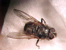 Clusterfly dorsal