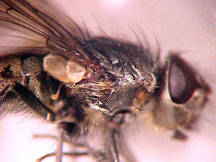 cluster fly side