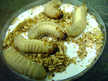 osmodera grubs