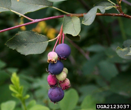 Edible blueberry-like fruit of Juneberry.