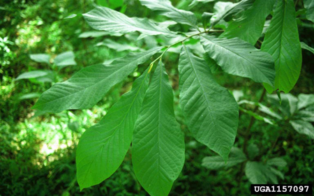 Large leaves of Paw Paw in summer.