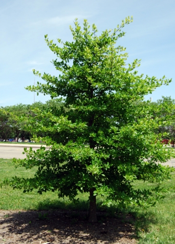 Young black gum in urban park.