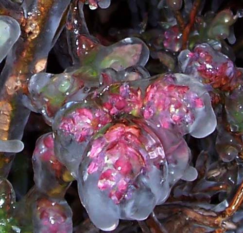 Blueberries protected by ice