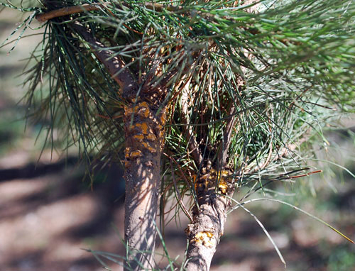 Powdery,yellow-organe spores