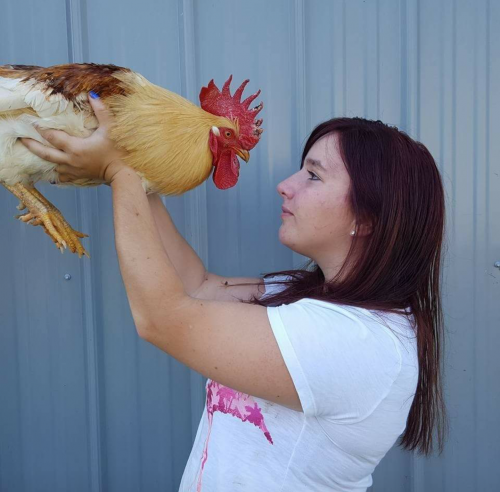 Haley and rooster