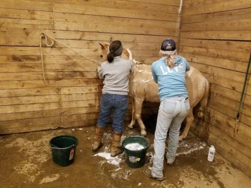 Bathing horse