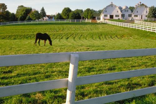 Horse in a spring field.