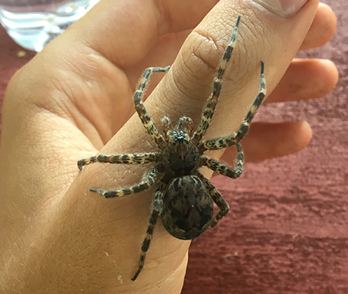 Fisher spider