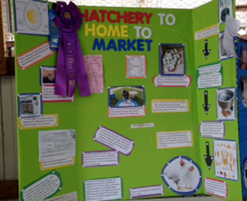 â€œHiddenâ€ 4-H projects at the county fair - MSU Extension