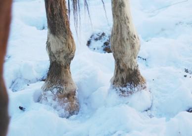 horse hoof