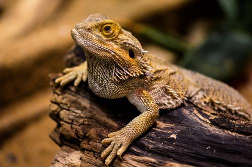 Bearded dragon