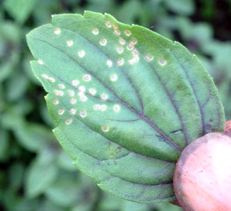 Four-lined plant bug damage