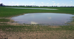 Water ponding.