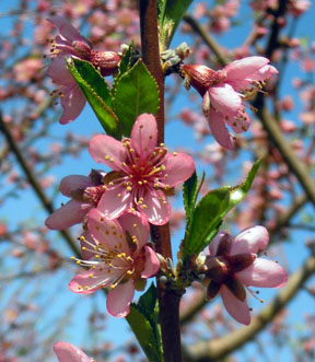 Peach Bloom.