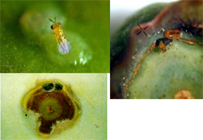 Egg parasitoids Egg parasitoids