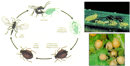 Figure 2 Figure 2