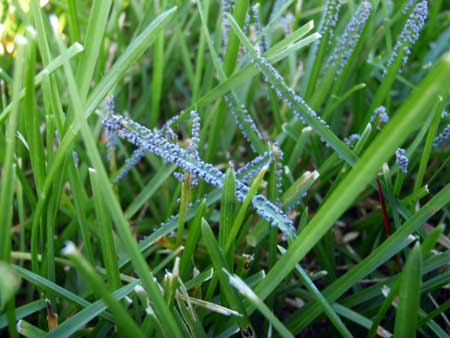 Slime mold