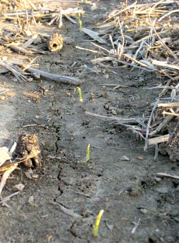 Corn planted Corn planted