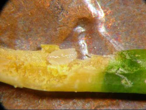 Douglas fir needle midge maggot